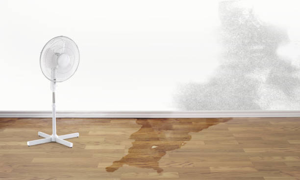 Best Water damage mitigation services  in Northville, MI